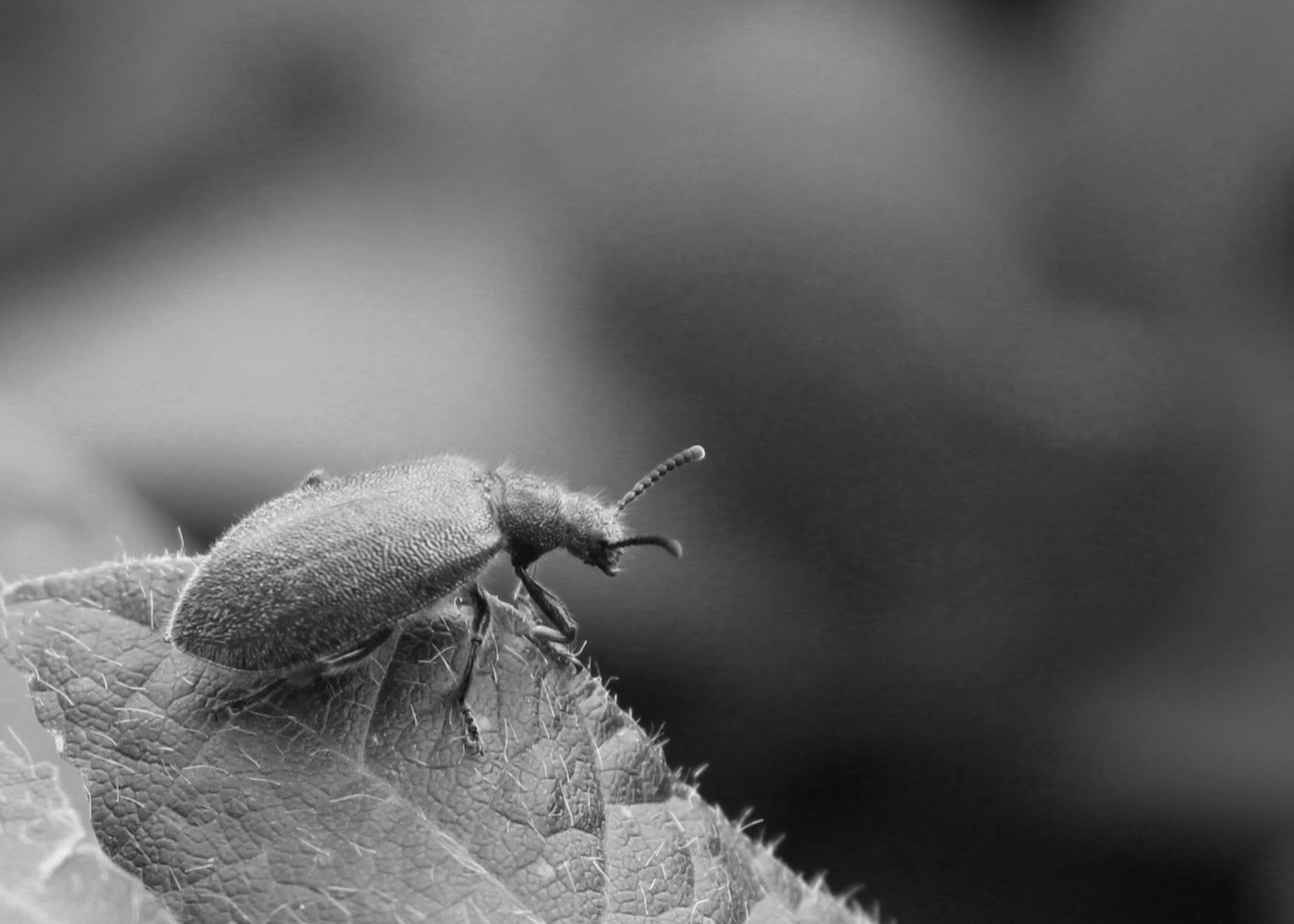 Symbiotic bacteria: from hitchhikers to bodyguards 